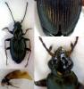 Bembidion tibiale